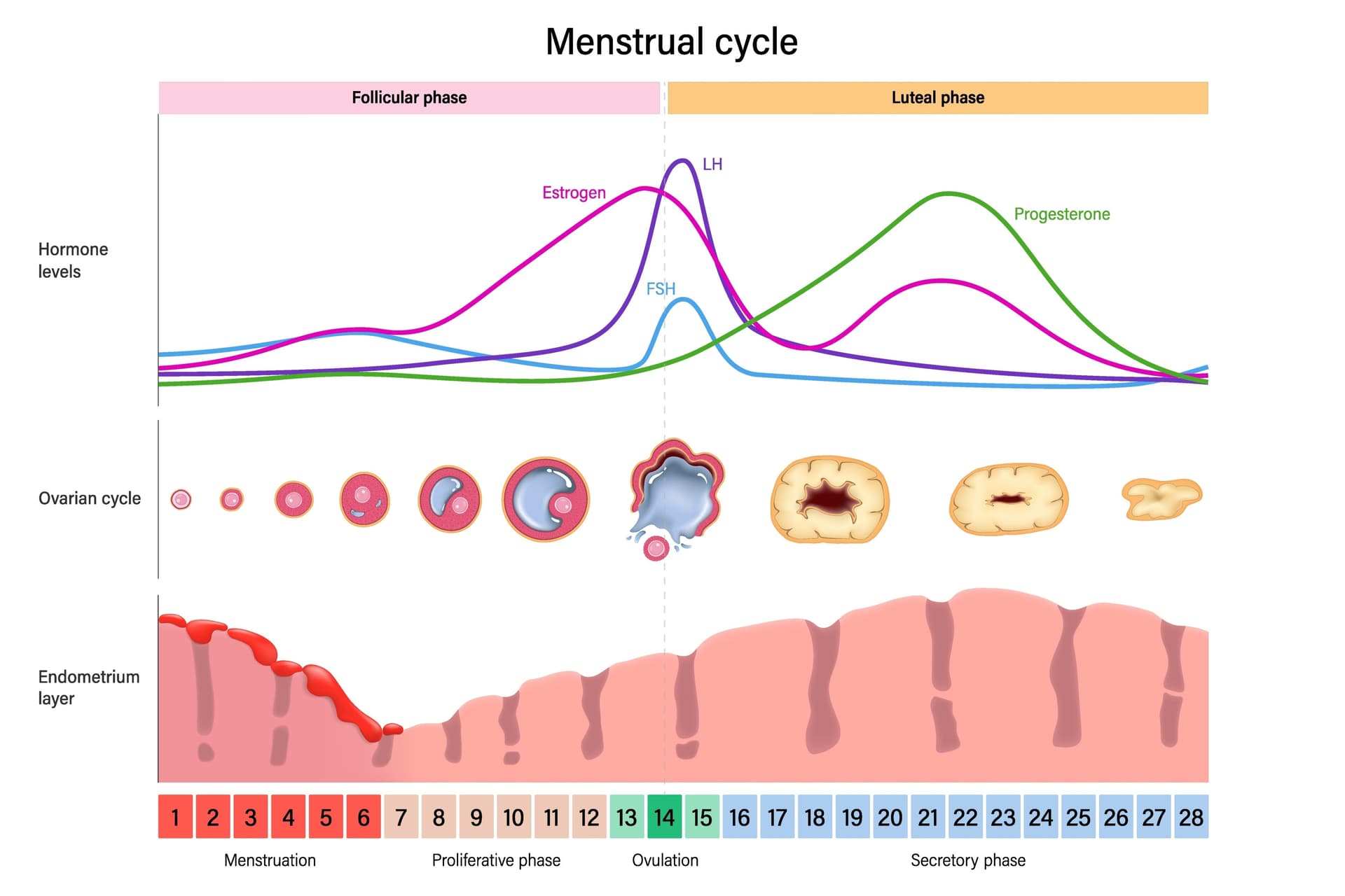 the menstrual cycle phases including follicular phase, ovulation, and luteal phase